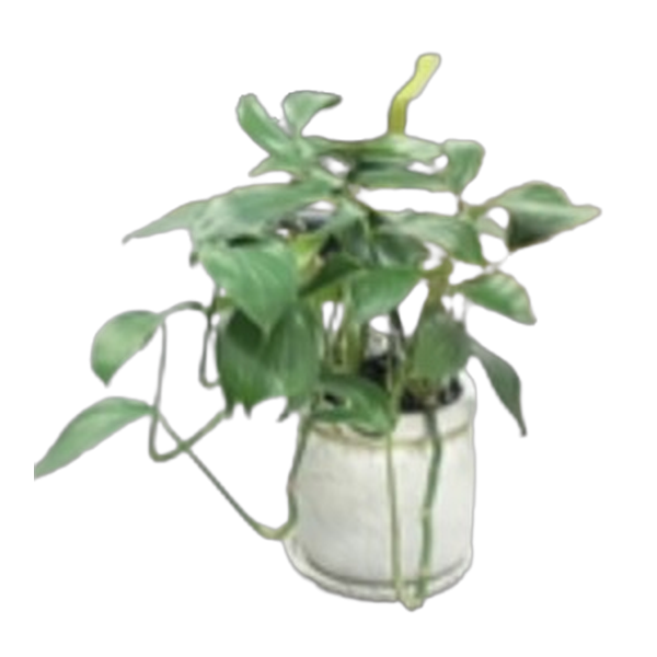 potted plant